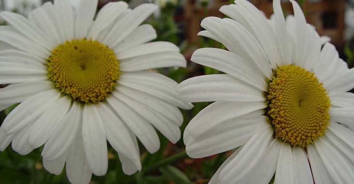Leucanthemum 'Snow Lady' (Superbum-Group)